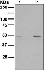 Western blot - Anti-Cyclin B1 (phospho S126) antibody [EPR3670] (AB133439)