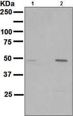 Western blot - Anti-Cyclin B1 (phospho S126) antibody [EPR3670] - BSA and Azide free (AB248497)