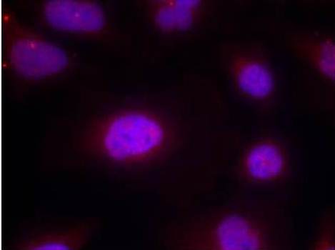 Immunocytochemistry/ Immunofluorescence - Anti-Cyclin B1 (phospho S147) antibody (AB131502)