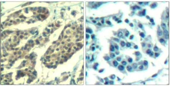 Immunohistochemistry (Formalin/PFA-fixed paraffin-embedded sections) - Anti-Cyclin B1 (phospho S147) antibody (AB131502)