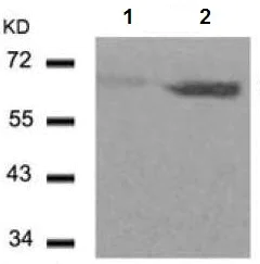 Western blot - Anti-Cyclin B1 (phospho S147) antibody (AB131502)