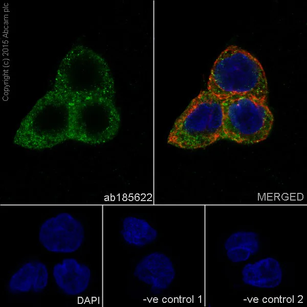 Immunocytochemistry/ Immunofluorescence - Anti-Cyclin B2/CCNB2 antibody [R17985] (AB185622)