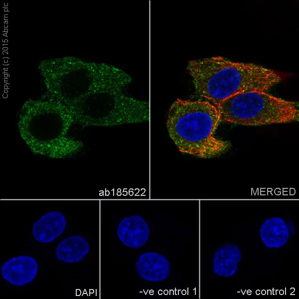 Immunocytochemistry/ Immunofluorescence - Anti-Cyclin B2/CCNB2 antibody [R17985] (AB185622)