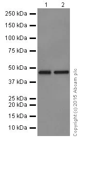 Western blot - Anti-Cyclin B2/CCNB2 antibody [R17985] (AB185622)