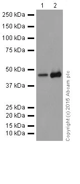 Western blot - Anti-Cyclin B2/CCNB2 antibody [R17985] (AB185622)