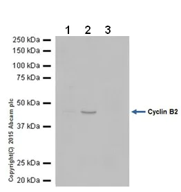 Immunoprecipitation - Anti-Cyclin B2/CCNB2 antibody [R17985] - BSA and Azide free (AB250841)