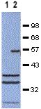 Western blot - Anti-Cyclin B2/CCNB2 antibody [X121.10] (AB10839)