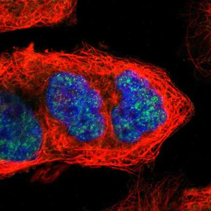 Immunocytochemistry/ Immunofluorescence - Anti-Cyclin B3 antibody (AB223715)