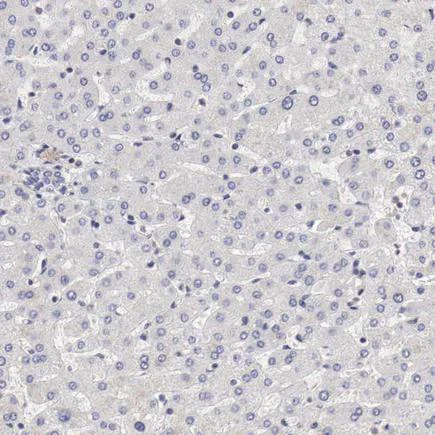 Immunohistochemistry (Formalin/PFA-fixed paraffin-embedded sections) - Anti-Cyclin B3 antibody (AB223715)