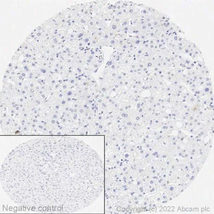 Immunohistochemistry (Formalin/PFA-fixed paraffin-embedded sections) - Anti-Cyclin B3 antibody [EPR24921-9] (AB309951)