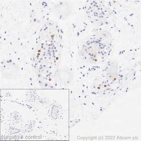 Immunohistochemistry (Formalin/PFA-fixed paraffin-embedded sections) - Anti-Cyclin B3 antibody [EPR24921-9] (AB309951)