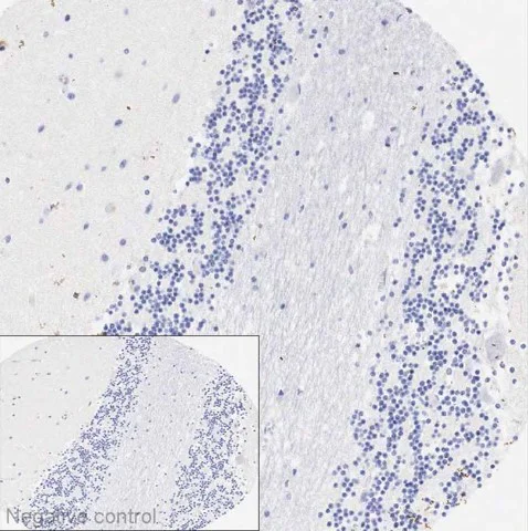 Immunohistochemistry (Formalin/PFA-fixed paraffin-embedded sections) - Anti-Cyclin B3 antibody [EPR24921-9] - BSA and Azide free (AB309952)