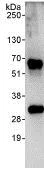 Immunoprecipitation - Anti-Cyclin C antibody (AB85927)