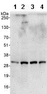 Western blot - Anti-Cyclin C antibody (AB85927)