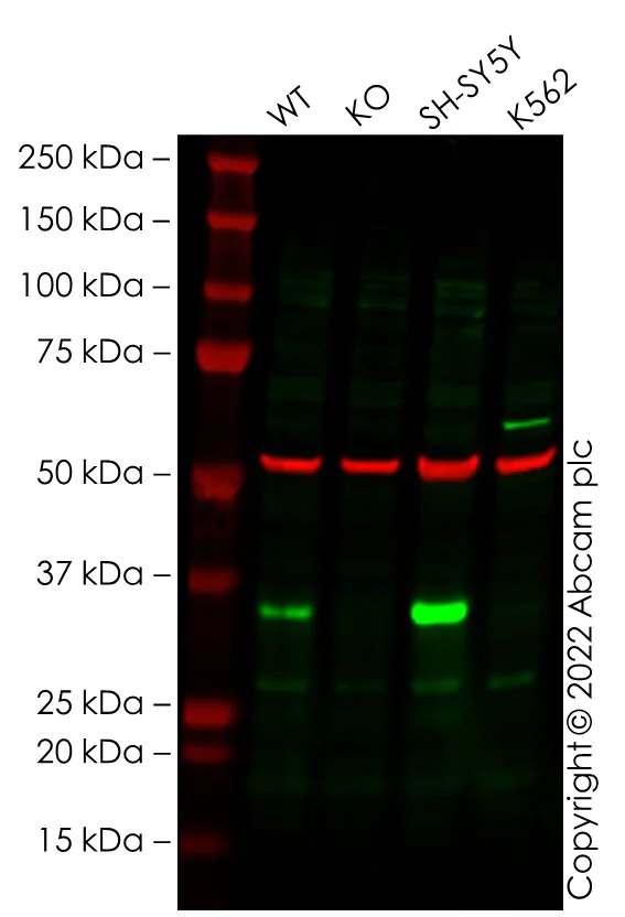 Western blot - Anti-Cyclin D1 antibody - C-terminal (AB185241)