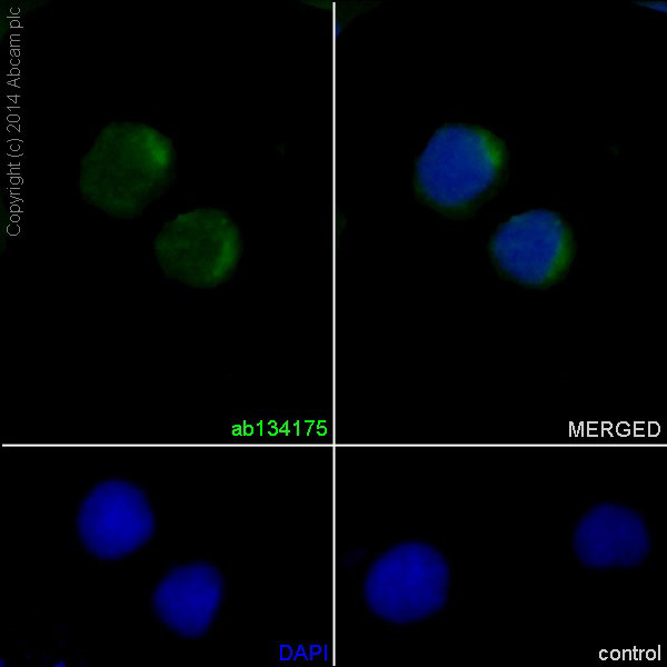 Immunocytochemistry/ Immunofluorescence - Anti-Cyclin D1 antibody [EPR2241] - BSA and Azide free (AB156448)