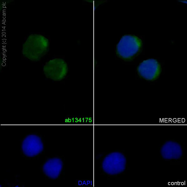 Immunocytochemistry/ Immunofluorescence - Anti-Cyclin D1 antibody [EPR2241] - BSA and Azide free (AB156448)