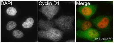 Immunocytochemistry/ Immunofluorescence - Anti-Cyclin D1 antibody [EPR2241] - BSA and Azide free (AB156448)