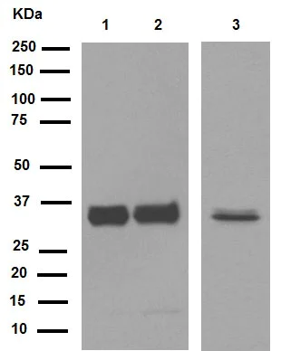 Western blot - Anti-Cyclin D1 antibody [EPR2241] - C-terminal (AB134175)
