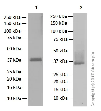 Western blot - Anti-Cyclin D1 antibody [EPR2241] - C-terminal (AB134175)