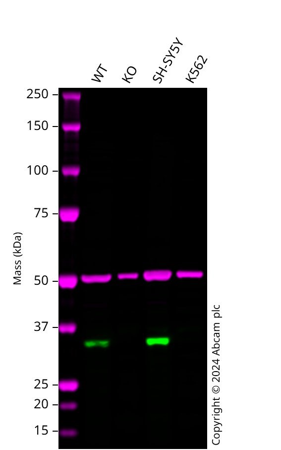 Western blot - Anti-Cyclin D1 antibody [EPR2241] - C-terminal (AB134175)