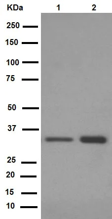 Western blot - Anti-Cyclin D1 antibody [EPR2241] - C-terminal (AB134175)