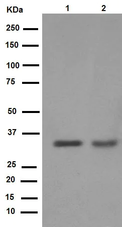 Western blot - Anti-Cyclin D1 antibody [EPR2241] - C-terminal (AB134175)