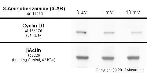 Western blot - Anti-Cyclin D1 antibody [EPR2241] - C-terminal (AB134175)
