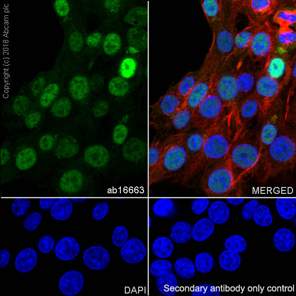 Immunocytochemistry/ Immunofluorescence - Anti-Cyclin D1 antibody [SP4] - BSA and Azide free (AB239794), expandable thumbnail
