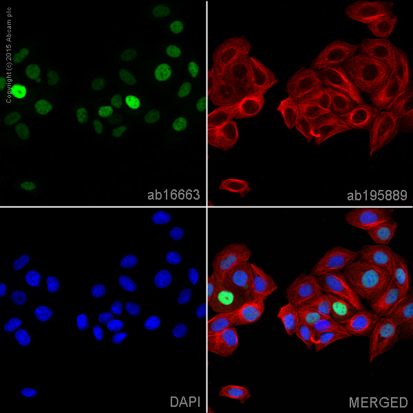 Immunocytochemistry/ Immunofluorescence - Anti-Cyclin D1 antibody [SP4] - BSA and Azide free (ab239794), expandable thumbnail