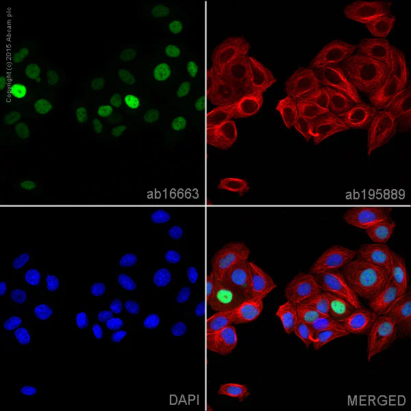 Immunocytochemistry/ Immunofluorescence - Anti-Cyclin D1 antibody [SP4] - BSA and Azide free (AB239794)