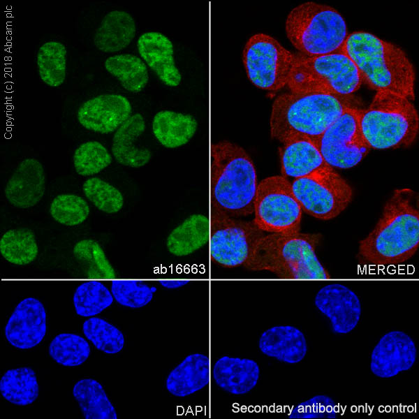 Immunocytochemistry/ Immunofluorescence - Anti-Cyclin D1 antibody [SP4] - BSA and Azide free (ab239794), expandable thumbnail