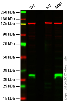Western blot - Anti-Cyclin D1 antibody [SP4] - BSA and Azide free (AB239794), expandable thumbnail
