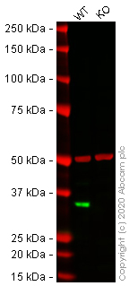 Western blot - Anti-Cyclin D1 antibody [SP4] - BSA and Azide free (AB239794), expandable thumbnail
