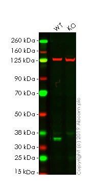 Western blot - Anti-Cyclin D1 antibody [SP4] - BSA and Azide free (AB239794)