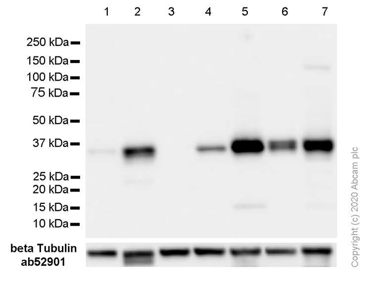 Western blot - Anti-Cyclin D1 antibody [SP4] - BSA and Azide free (AB239794)