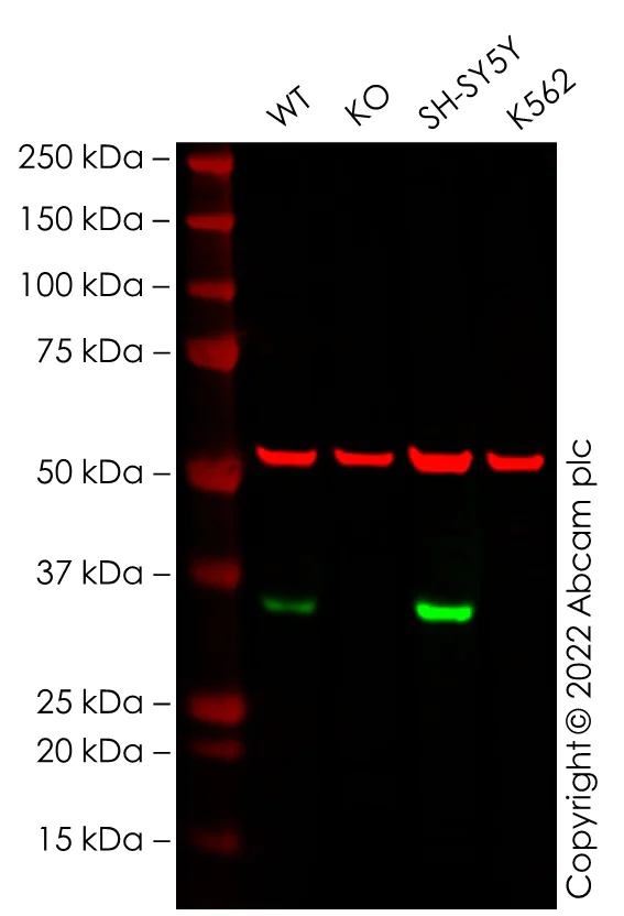 Western blot - Anti-Cyclin D1 antibody [SP4] - BSA and Azide free (AB239794)