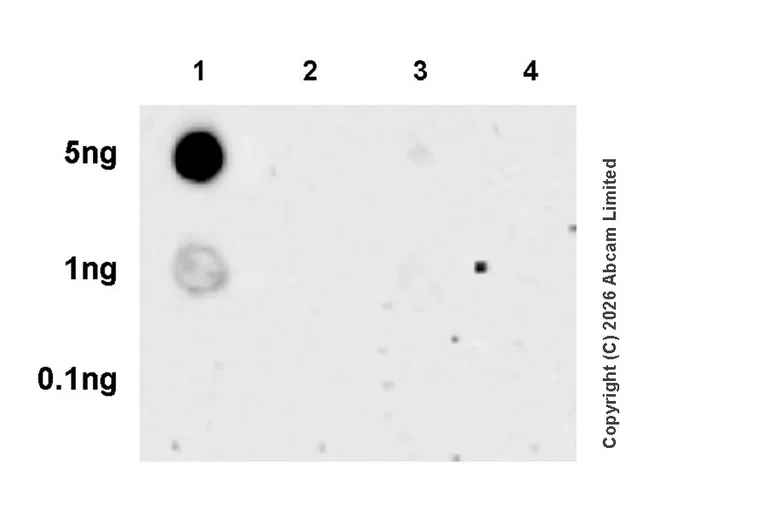 Dot Blot - Anti-Cyclin D1 (phospho T286) antibody [EPR30260-527] (AB325926)