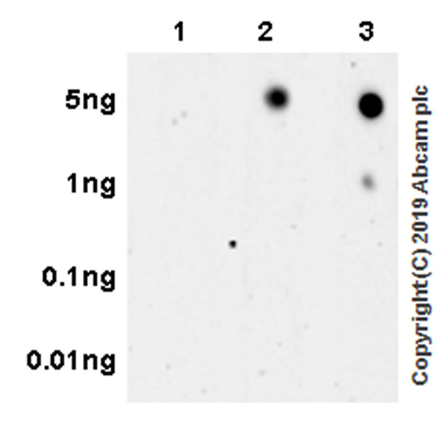 Dot Blot - Anti-Cyclin D1 (phospho T286) + Cyclin D2 (phospho T280) antibody [EPR22328-235] - BSA and Azide free (AB256538), expandable thumbnail