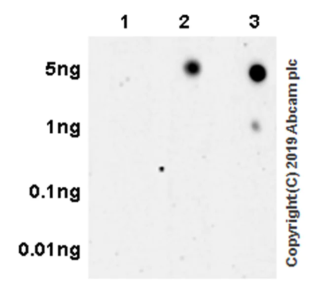 Dot Blot - Anti-Cyclin D1 (phospho T286) + Cyclin D2 (phospho T280) antibody [EPR22328-235] - BSA & Azide free (AB256538)