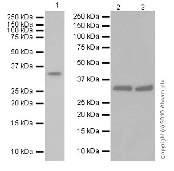 Western blot - Anti-Cyclin D2 antibody [EPR19659] (AB207604)
