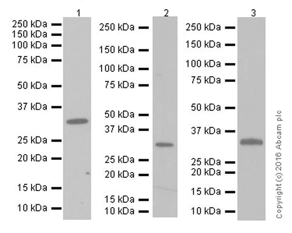 Western blot - Anti-Cyclin D2 antibody [EPR19659] (AB207604)