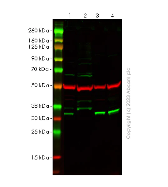 Western blot - Anti-Cyclin D2 antibody [EPR27468-62] (AB308258)
