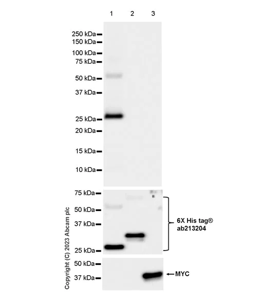 Western blot - Anti-Cyclin D2 antibody [EPR27468-62] - BSA and Azide free (AB308259)