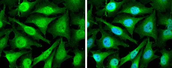 Immunocytochemistry/ Immunofluorescence - Anti-Cyclin D2 antibody - N-terminal (AB226972)