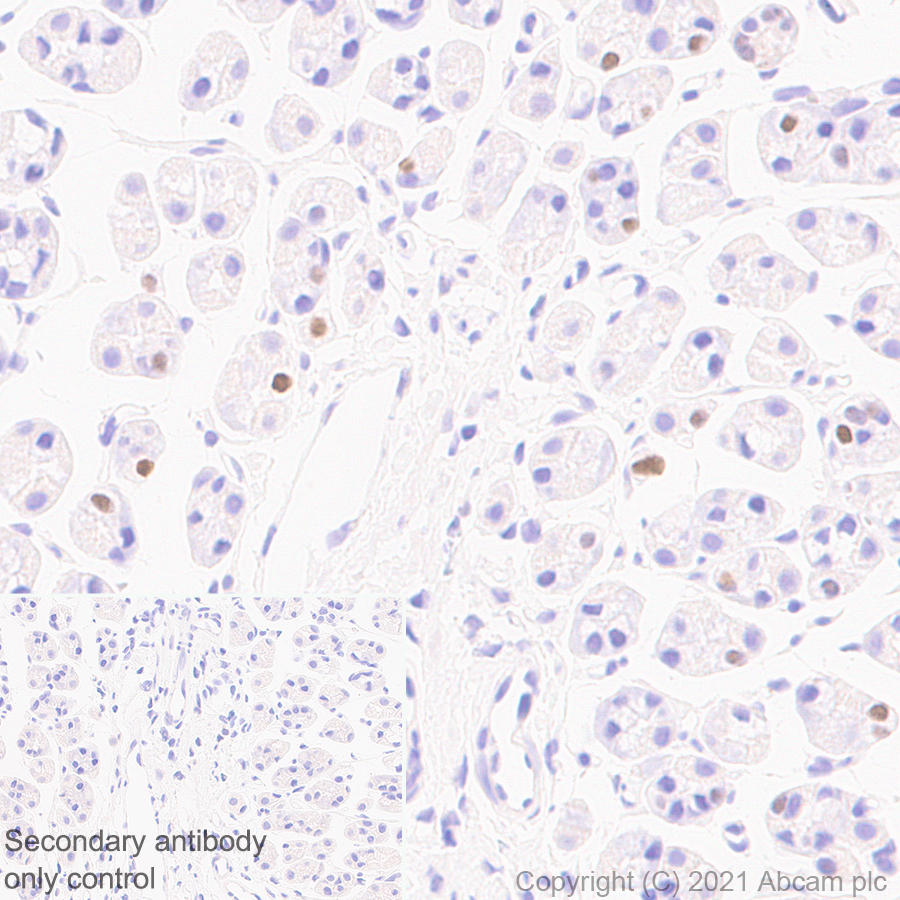 Immunohistochemistry (Formalin/PFA-fixed paraffin-embedded sections) - Anti-Cyclin D3/CCND3 antibody [1/Cyclin D3] - BSA and Azide free (AB289556)