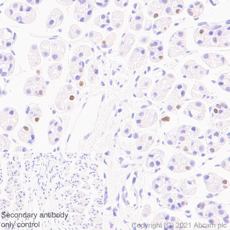 Immunohistochemistry (Formalin/PFA-fixed paraffin-embedded sections) - Anti-Cyclin D3/CCND3 antibody [1/Cyclin D3] - BSA and Azide free (AB289556)