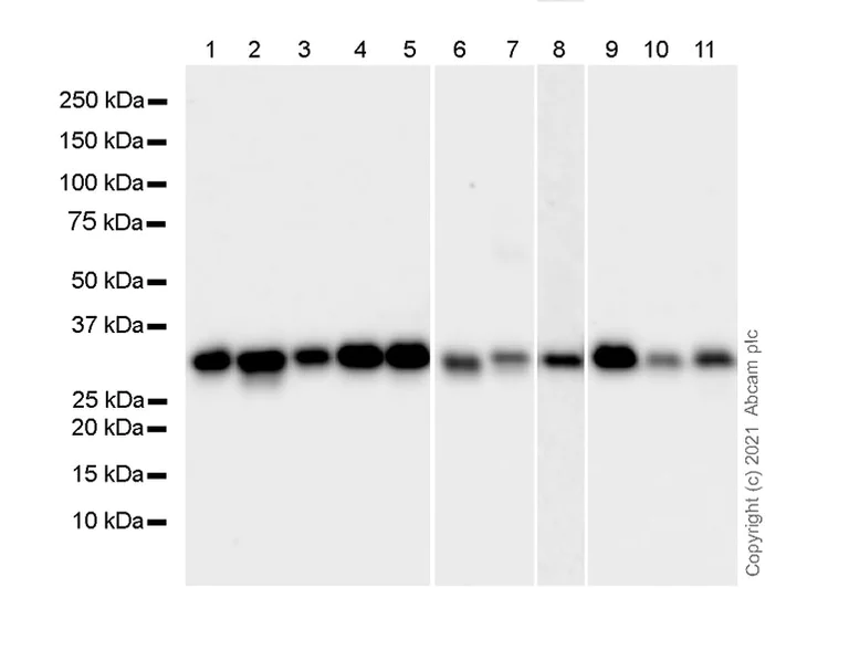 Western blot - Anti-Cyclin D3/CCND3 antibody [1/Cyclin D3] - BSA and Azide free (AB289556)