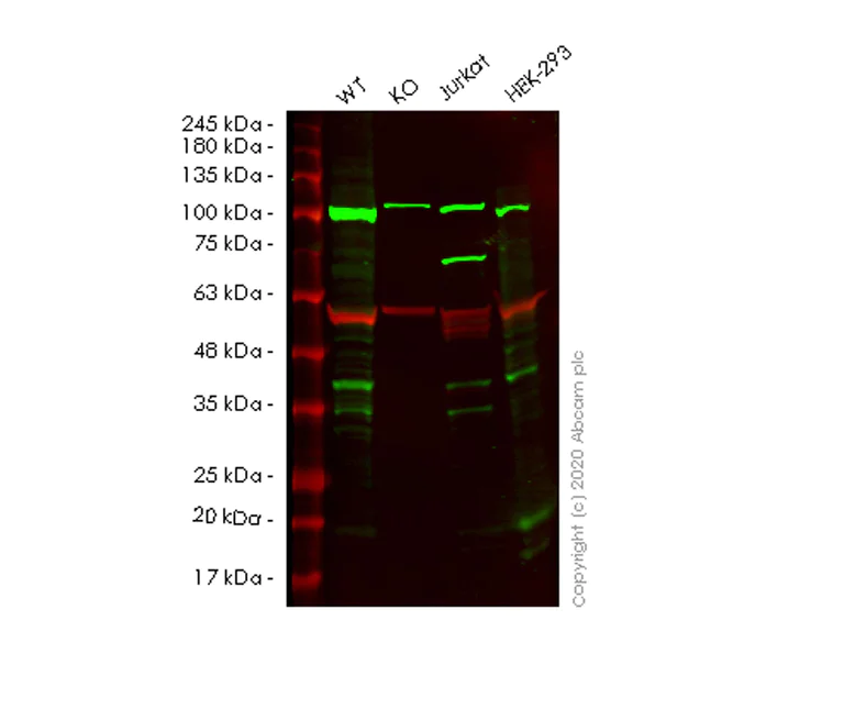 Western blot - Anti-Cyclin D3/CCND3 antibody [DCS2.2] (AB28283)