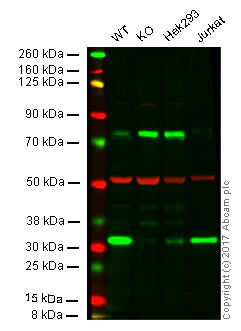 Western blot - Anti-Cyclin D3/CCND3 antibody [DCS2.2] (AB28283)
